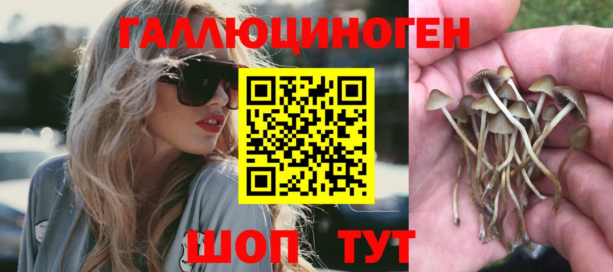 дарнет шоп  Псилоцибиновые грибы Psilocybine cubensis  Вход с VPN  Аша 